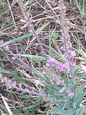 photo of Purple Toadflax