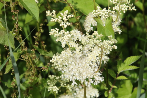 photo of Meadowsweet