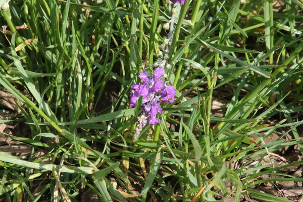 photo of Purple Toadflax