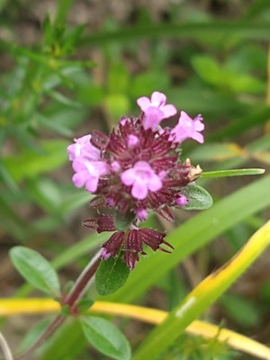 photo of Wild Thyme