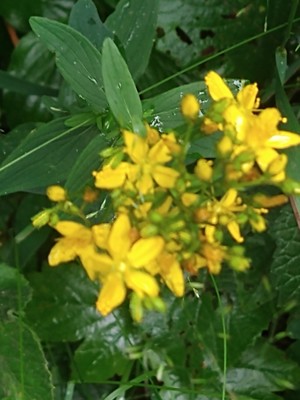 photo of Hairy St John's Wort