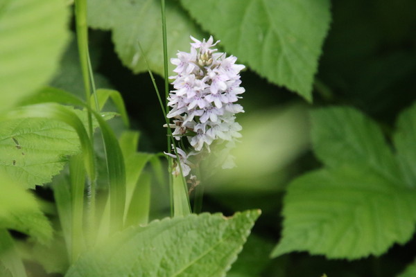 photo of Common Spotted Orchid