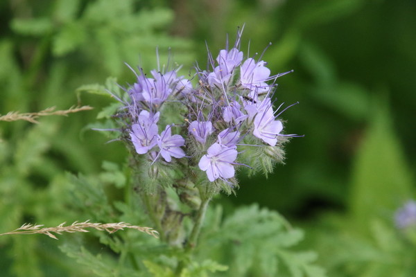 photo of Phacelia