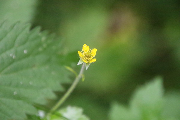 photo of Wood Avens