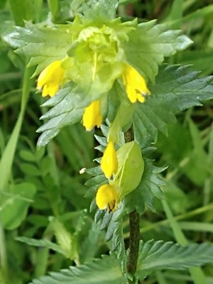 photo of Yellow Rattle