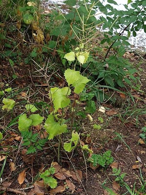 photo of Garlic Mustard
