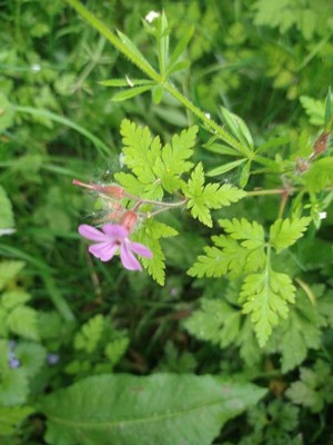 photo of Herb Robert