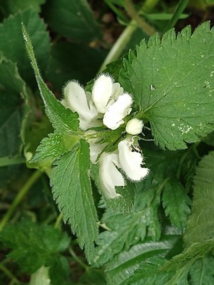 photo of White Dead Nettle