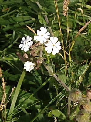 photo of White Campion