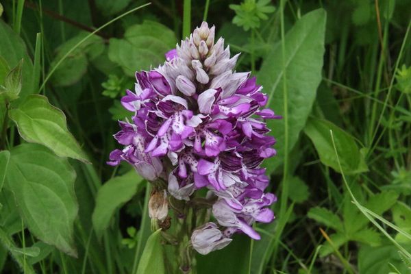 photo of Military Orchid