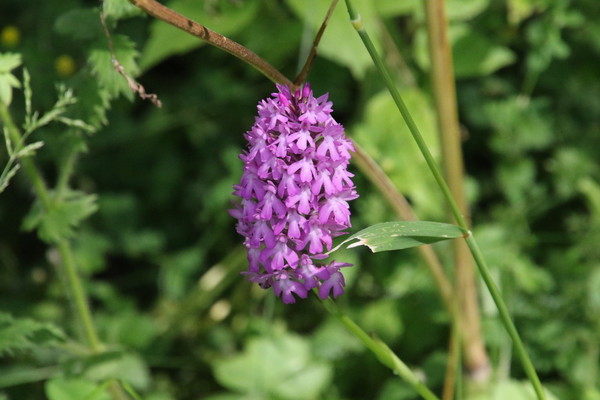 photo of Pyramidal Orchid