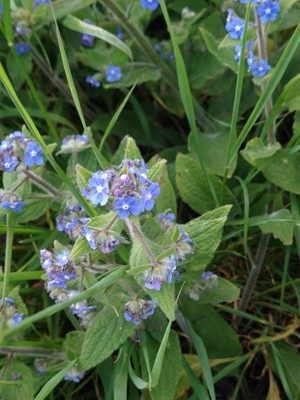 photo of Green Alkanet