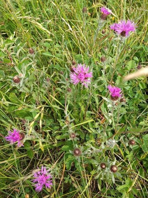 photo of Brown Knapweed