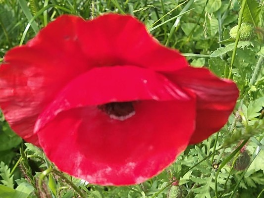 photo of Common Poppy
