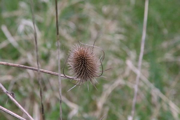 photo of Teasel