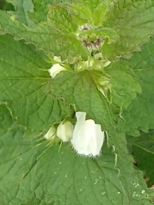 photo of White Dead Nettle