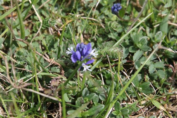 photo of Chalk Milkwort