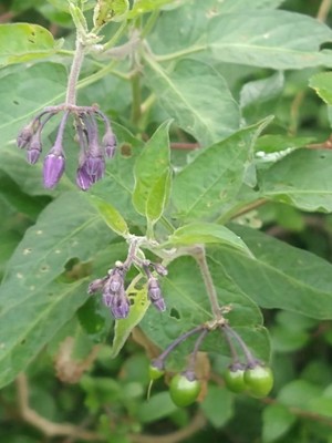 photo of Bittersweet