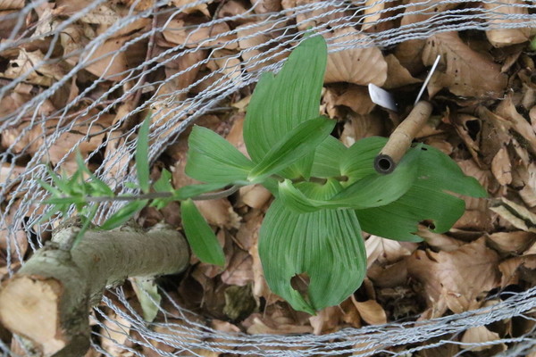 photo of Broad Leaved Helleborine