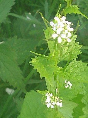 photo of Garlic Mustard