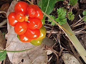 photo of Italian Arum
