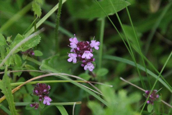 photo of Wild Thyme