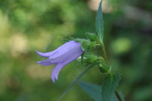 photo of Nettle Leaved Bellflower