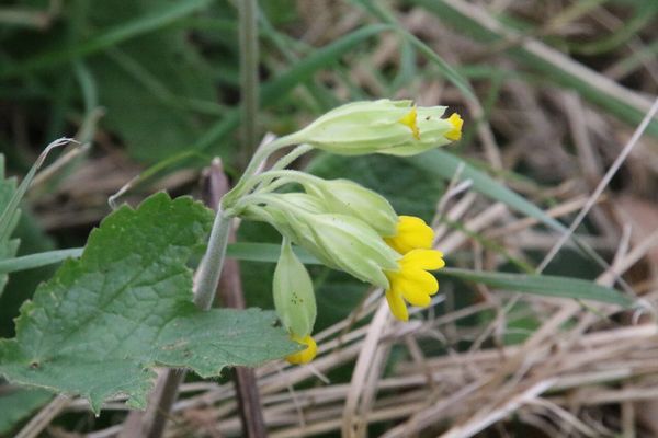 photo of Cowslip