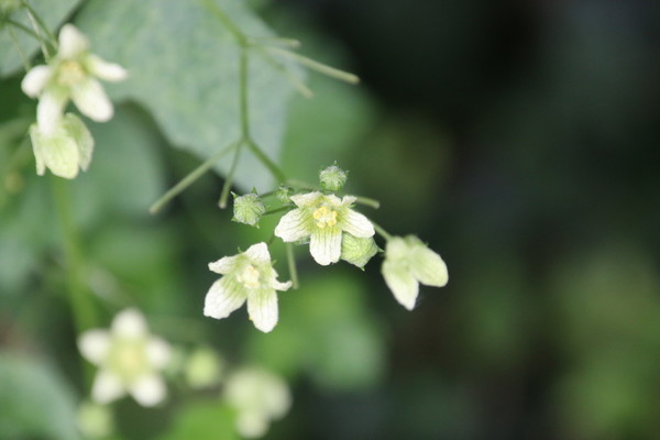 photo of White Bryony