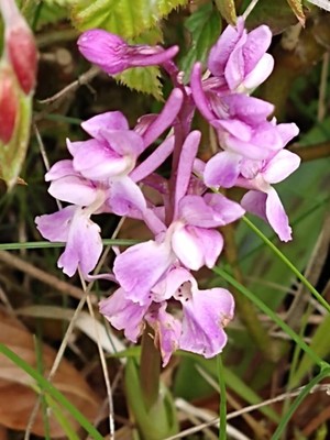 photo of Early Purple Orchid