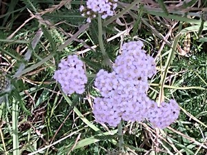 photo of Yarrow