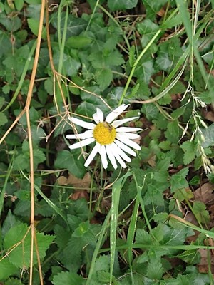 photo of Oxeye Daisy