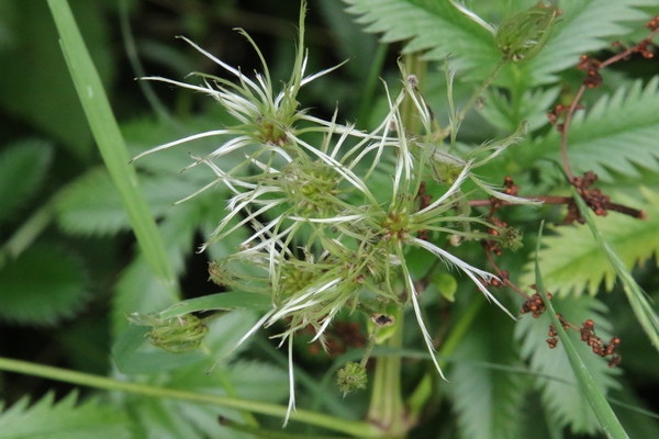 photo of Traveller's Joy