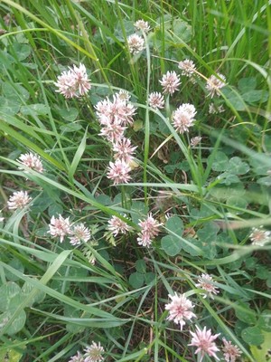 photo of White Clover