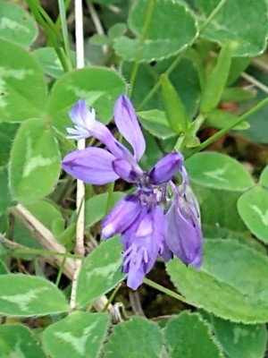 photo of Chalk Milkwort