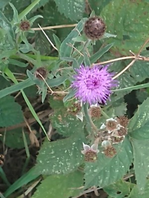 photo of Common Knapweed