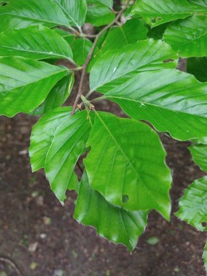 photo of Beech