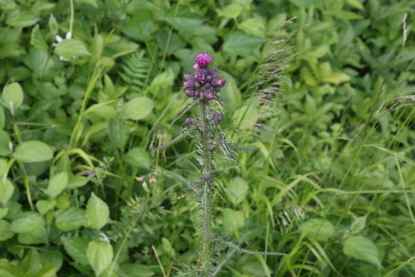 photo of Marsh Thistle
