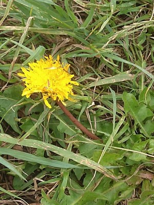 photo of Dandelion