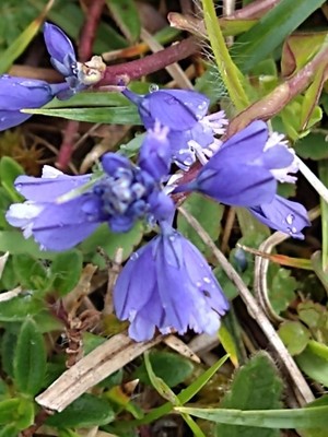 photo of Chalk Milkwort