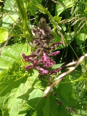 photo of Hedge Woundwort