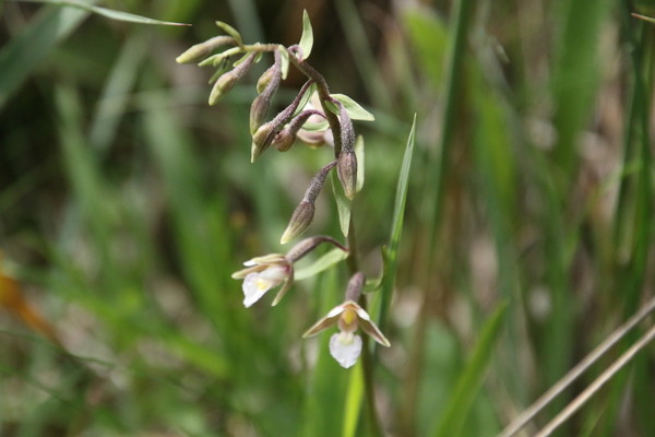 photo of Marsh Helleborine