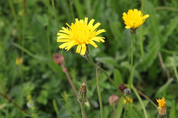 photo of Rough Hawkbit