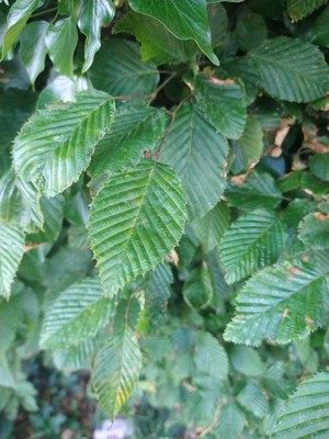 photo of Hornbeam