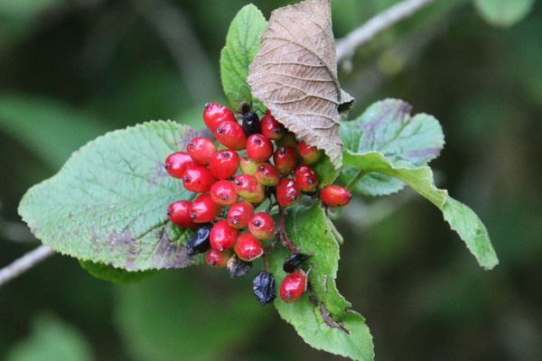photo of Wayfaring Tree