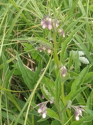 photo of Common Comfrey