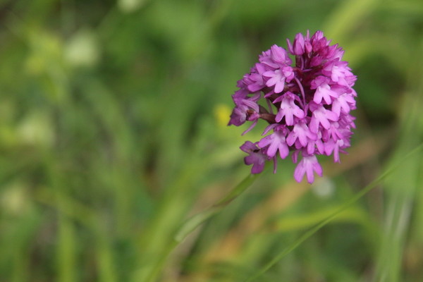photo of Pyramidal Orchid