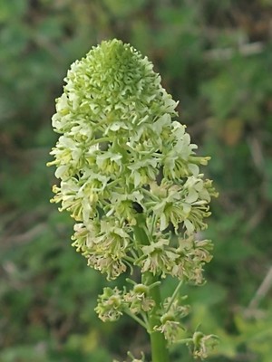 photo of Wild Mignonette