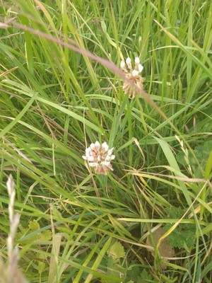 photo of White Clover