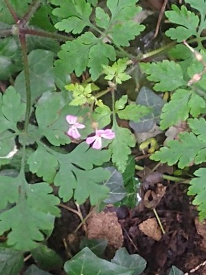 photo of Herb Robert